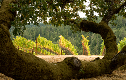 Premium quality Pinot Noir grapevines