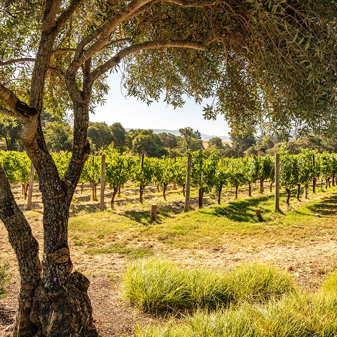 Goldeneye Anderson Valley Confluence Vineyard