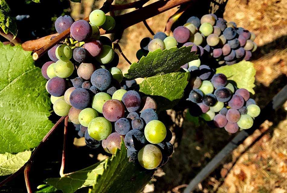 Veraison in Gowan Creek Vineyard