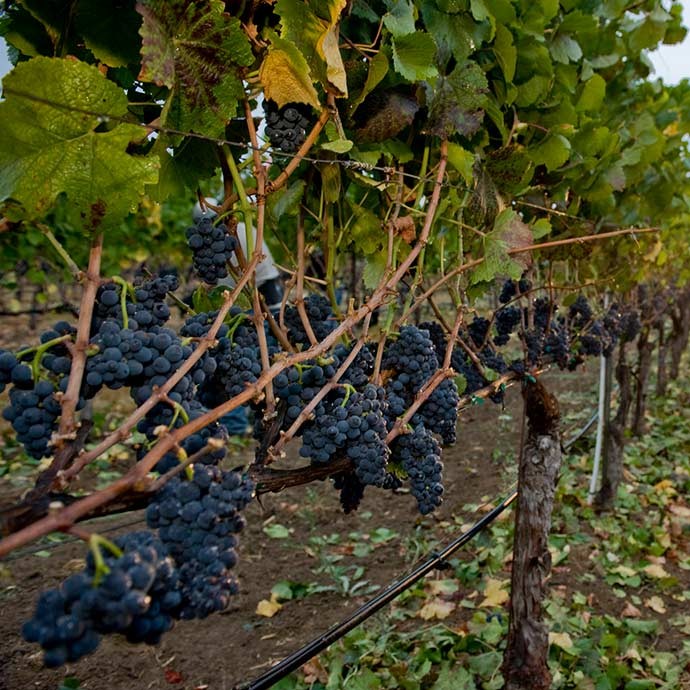 Russian River Valley Pinot Noir