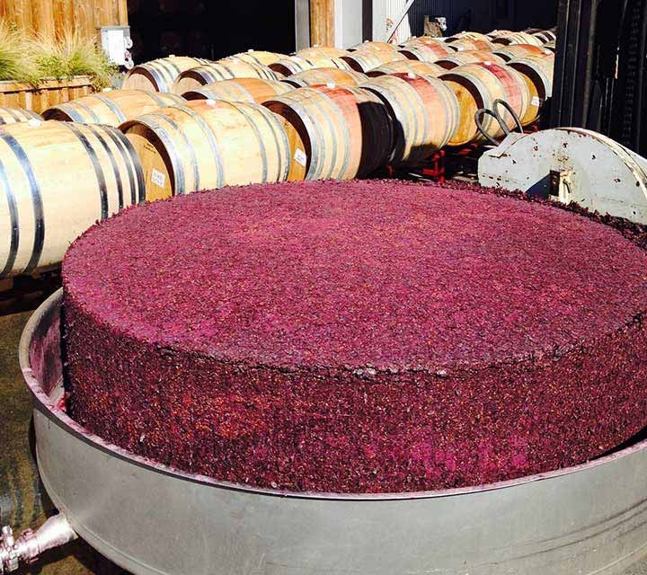 Pinot Noir grape skins