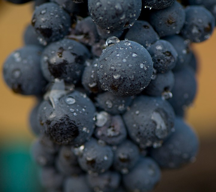 Pinot Noir grapes