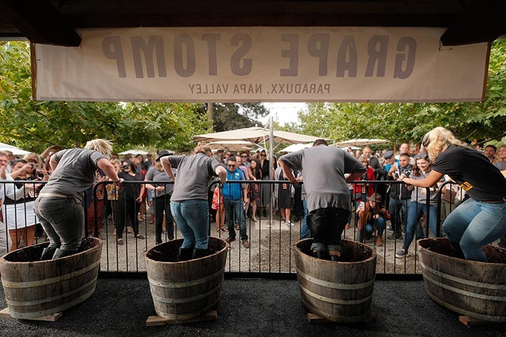 Napa Valley fall annual grape stomp competition at Paraduxx